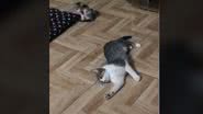 Reprodução / Tik Tok