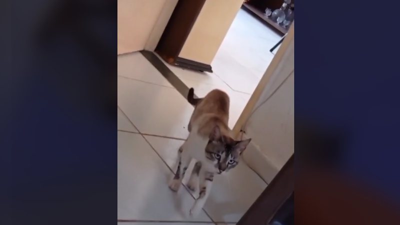 Imagem Vídeo: Gato 'zomba' de mulher que andava de muletas e internautas caem na risada