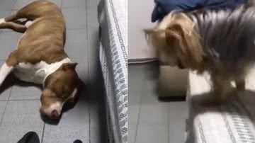 Reprodução/Instagram @diversao.pets