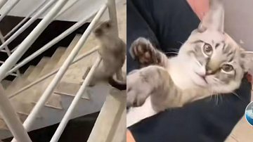 Reprodução// TikTok @meninoneycat