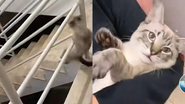 Reprodução// TikTok @meninoneycat
