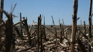 Divulgação / Pixabay