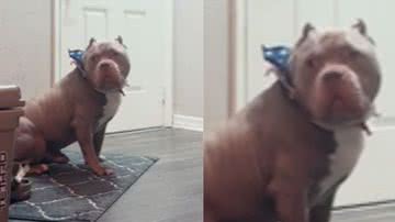 Reprodução / TikTok