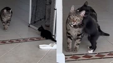 Reprodução/TikTok @_coco_cooper