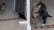 Reprodução/TikTok @_coco_cooper