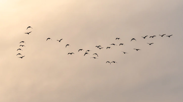 Reprodução/Freepik