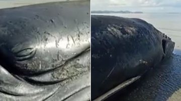 Imagem VÍDEO: Baleia morre após período encalhada em praia da RMS