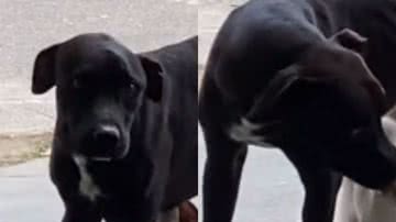 Reprodução/ Tik Tok