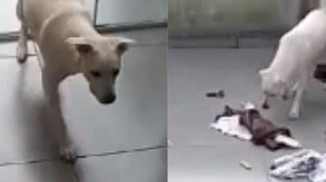 Reprodução/ Tik Tok