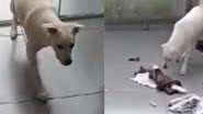Reprodução/ Tik Tok