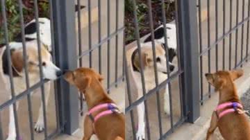 Reprodução/ Tik Tok