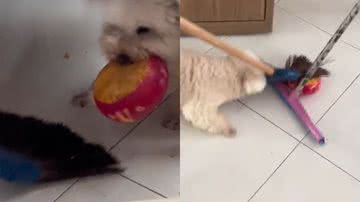 Reprodução/TikTok @marinavnogueira__