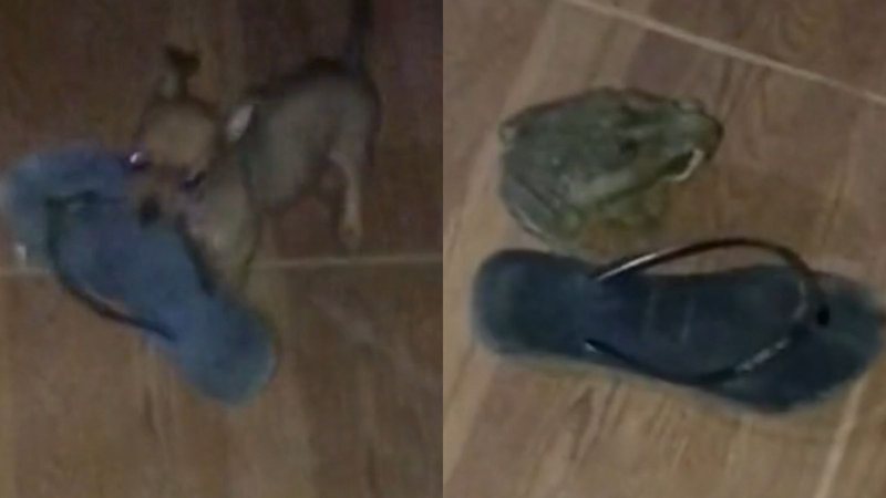 Reprodução/TikTok @anne____silva_