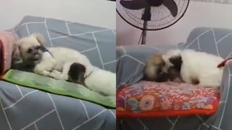 Reprodução/Twitter @zamenza