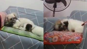 Reprodução/Twitter @zamenza