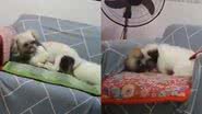 Reprodução/Twitter @zamenza