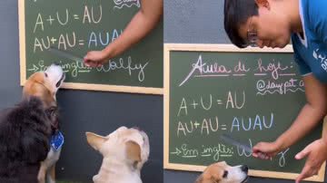 Reprodução/Instagram @daypetcare