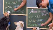 Reprodução/Instagram @daypetcare