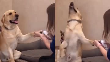 Reprodução/Instagram @petzadeoficial