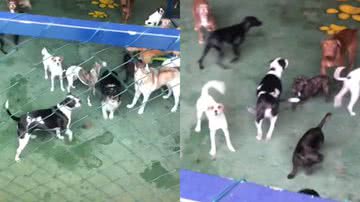 Reprodução/TikTok @lawanirigopoulos