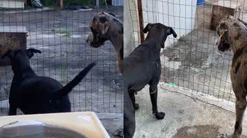 Reprodução/TikTok @karolinequeiroz99