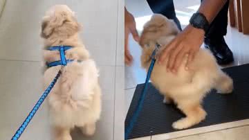 Reprodução/TikTok @sarahplyra