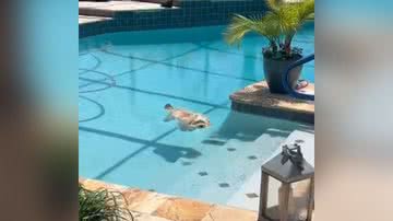 Reprodução/Instagram @snugglytails