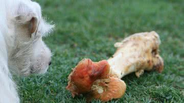 Lynn Greyling por Pixabay