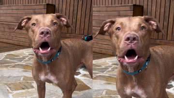 Reprodução/ Tik Tok