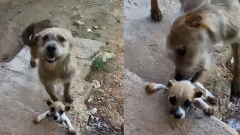 Reprodução / TikTok