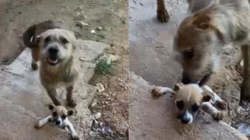 Reprodução / TikTok