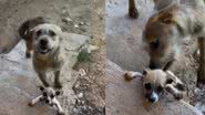Reprodução / TikTok