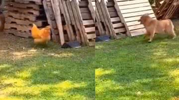 Reprodução / TikTok