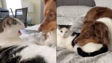 Reprodução / Tik Tok