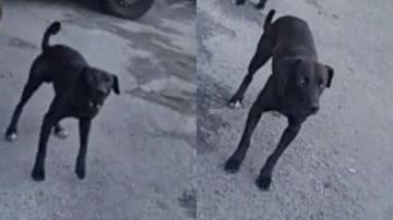 Reprodução/ Tik Tok