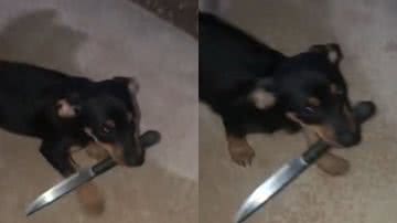 Reprodução / TikTok