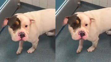 Reprodução / Tik Tok