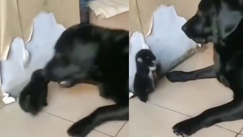 Reprodução / Twitter