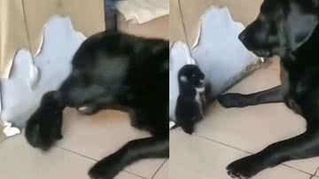 Reprodução / Twitter