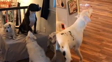 Reprodução/TikTok @echobadlistener