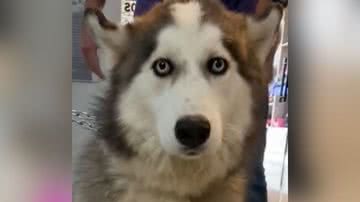 Reprodução/TikTok @toppetpetshop