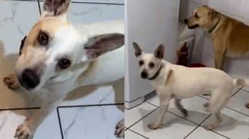 Reprodução/TikTok @filantropet