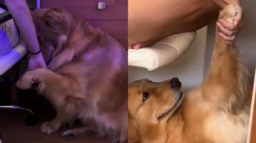 Reprodução/TikTok @momorathegolden