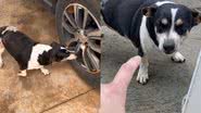 Reprodução/TikTok @danielmacedodb
