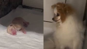 Reprodução/TikTok @fanypetz