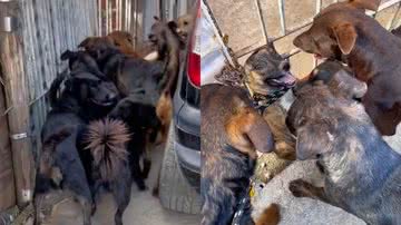 Reprodução/TikTok @marceloprotetor