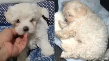 Reprodução/TikTok @charlotte_maltes