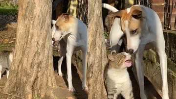 Reprodução/TikTok @catielideazevedo