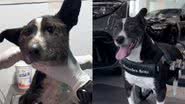 Reprodução / Tik Tok