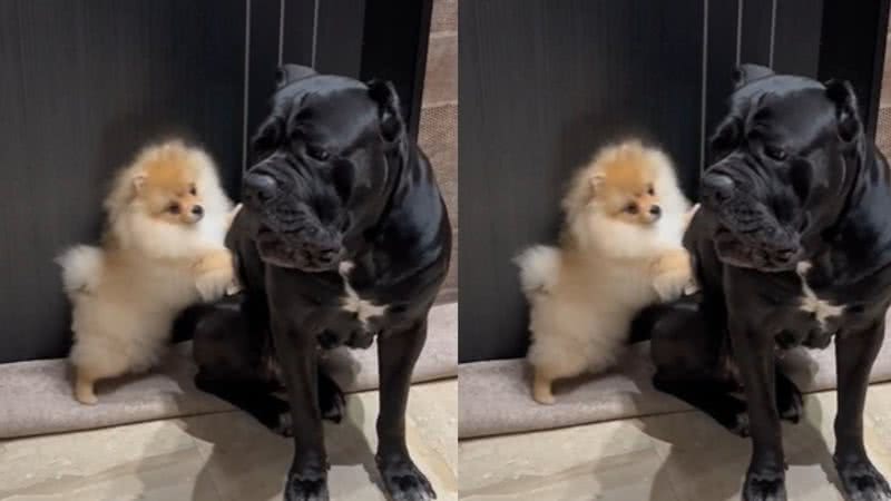 Reprodução / TikTok